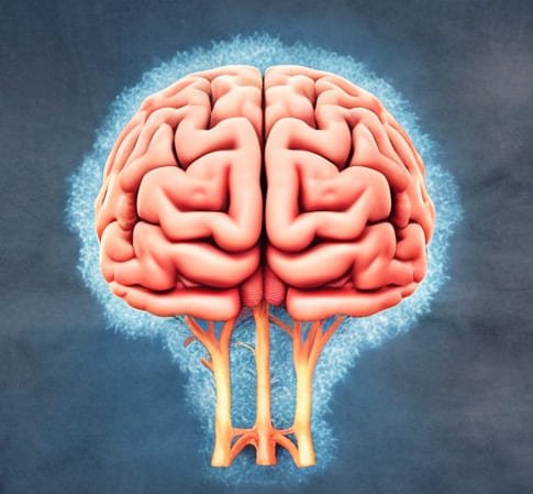 The Human Brain - A Complete Guide